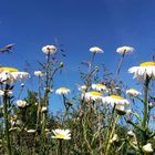 Springflowers