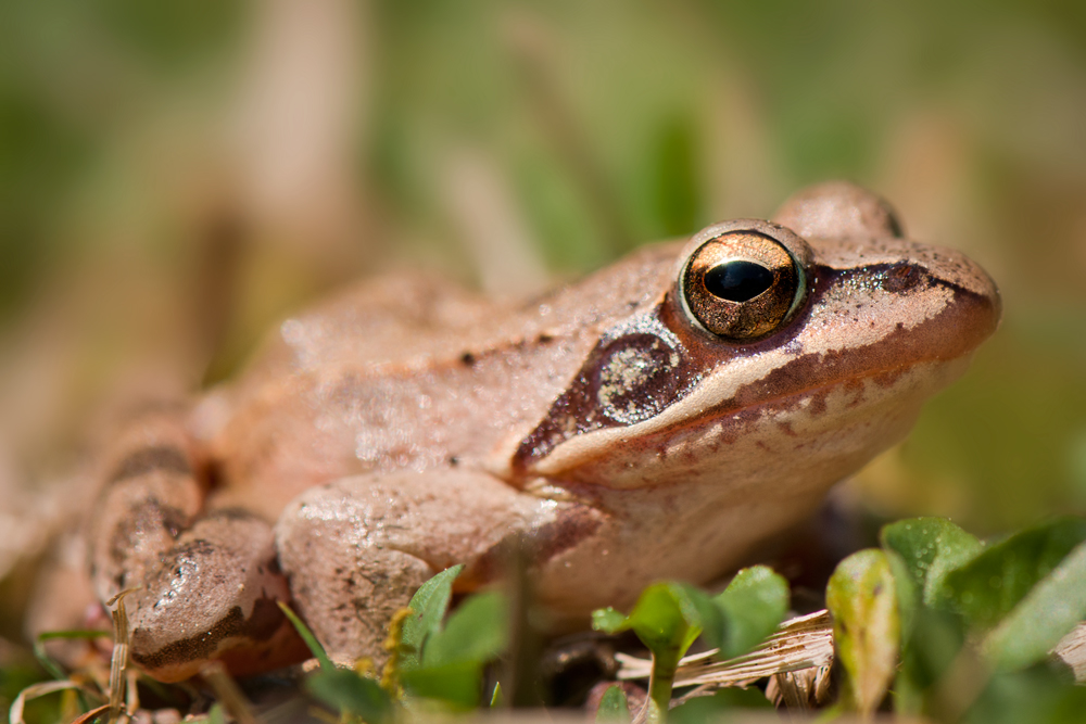 Springfrosch