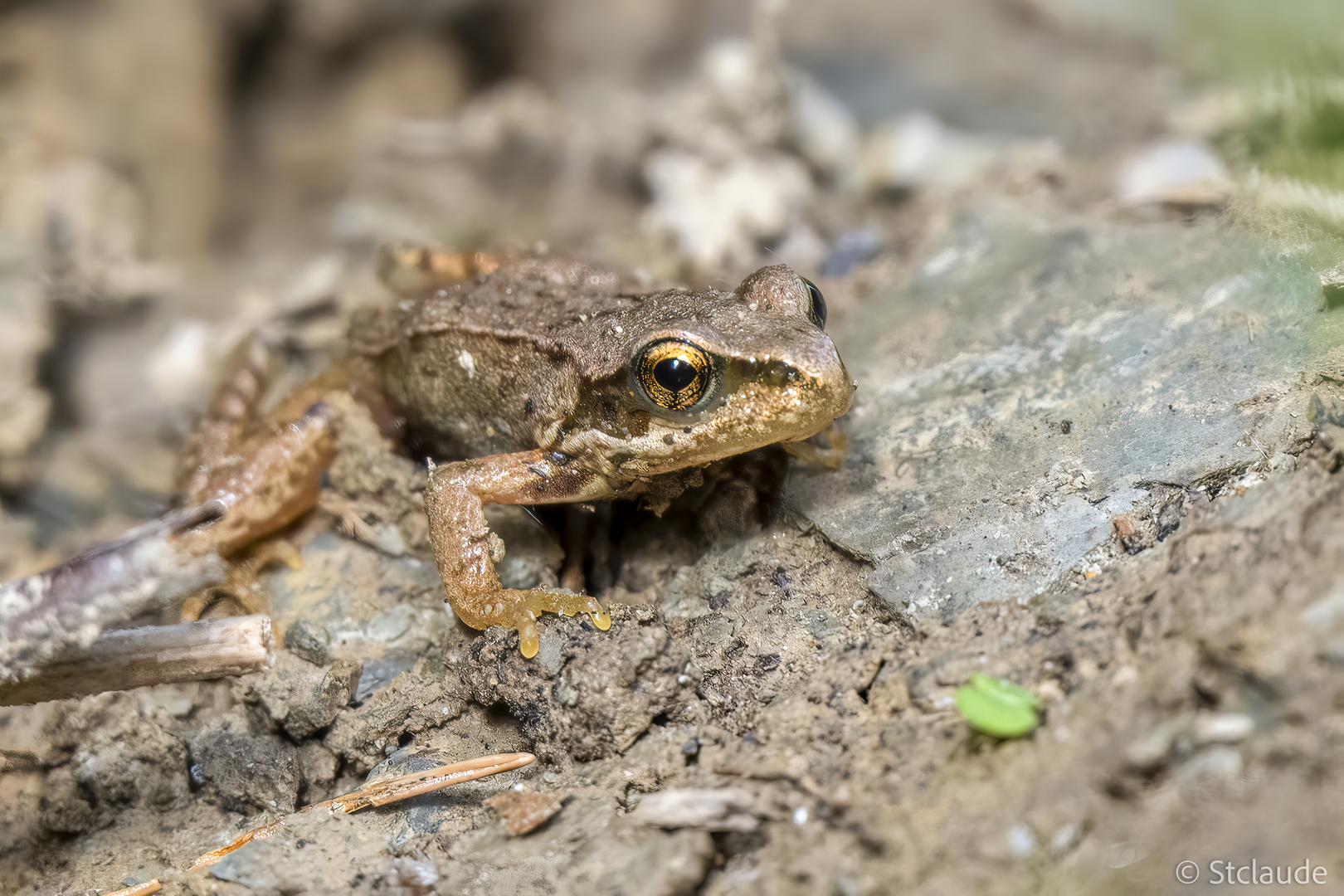 Springfrosch