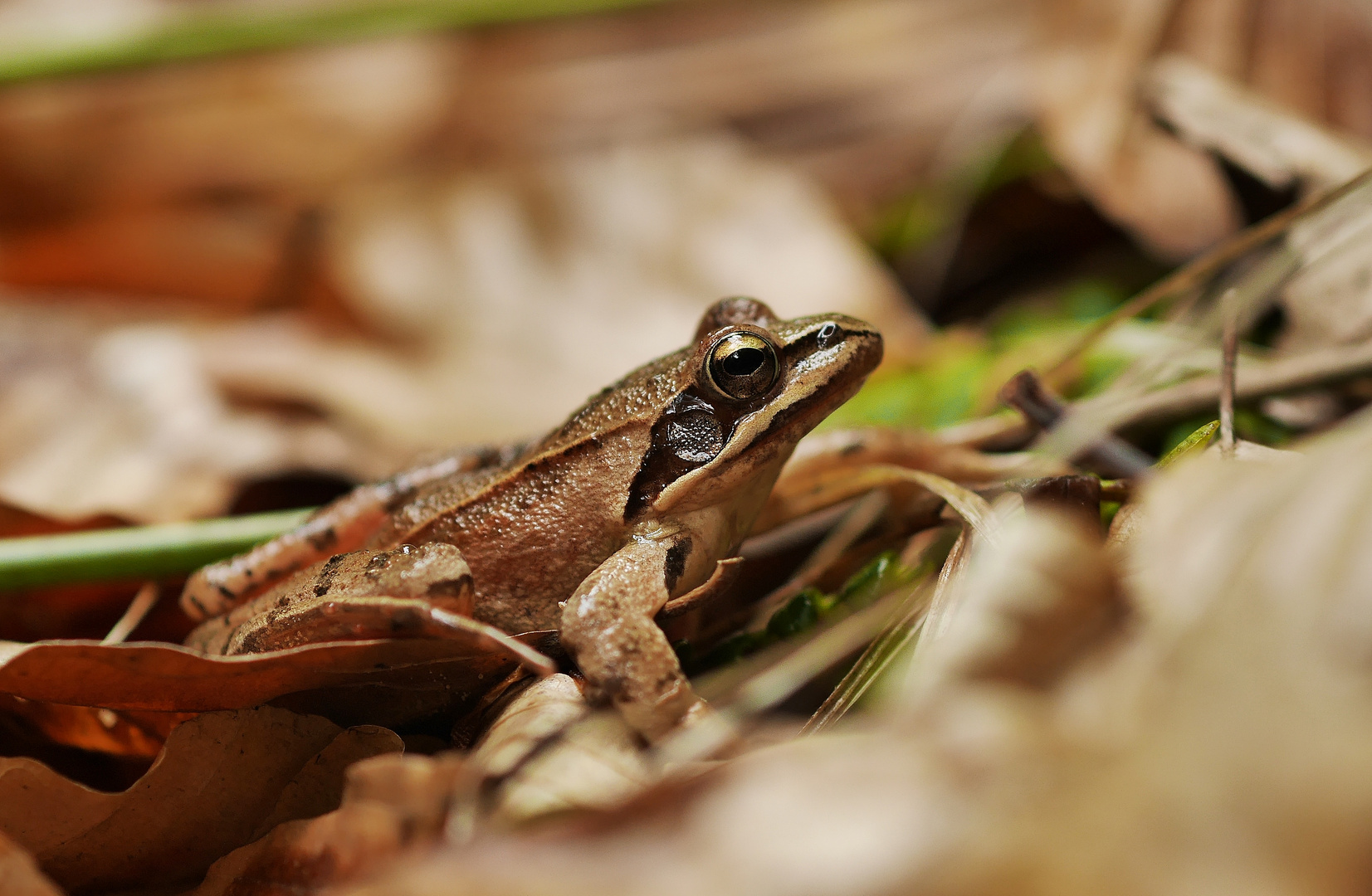 Springfrosch