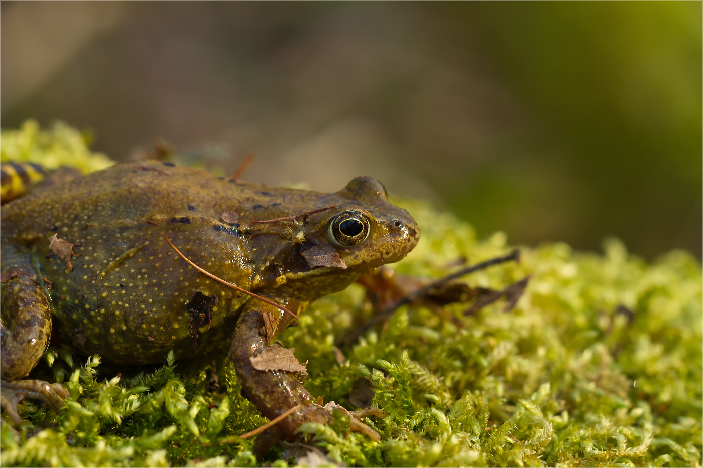 Springfrosch