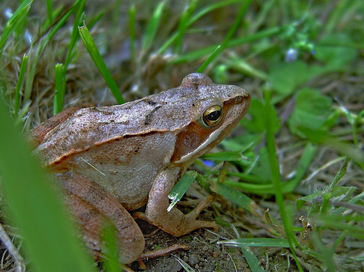 Springfrosch