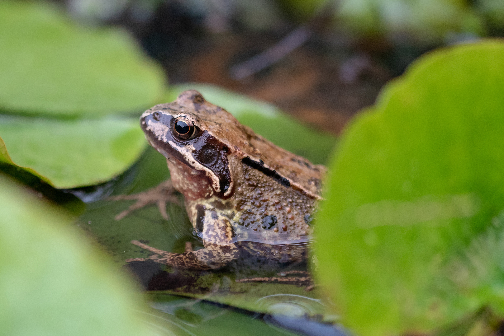 Springfrosch