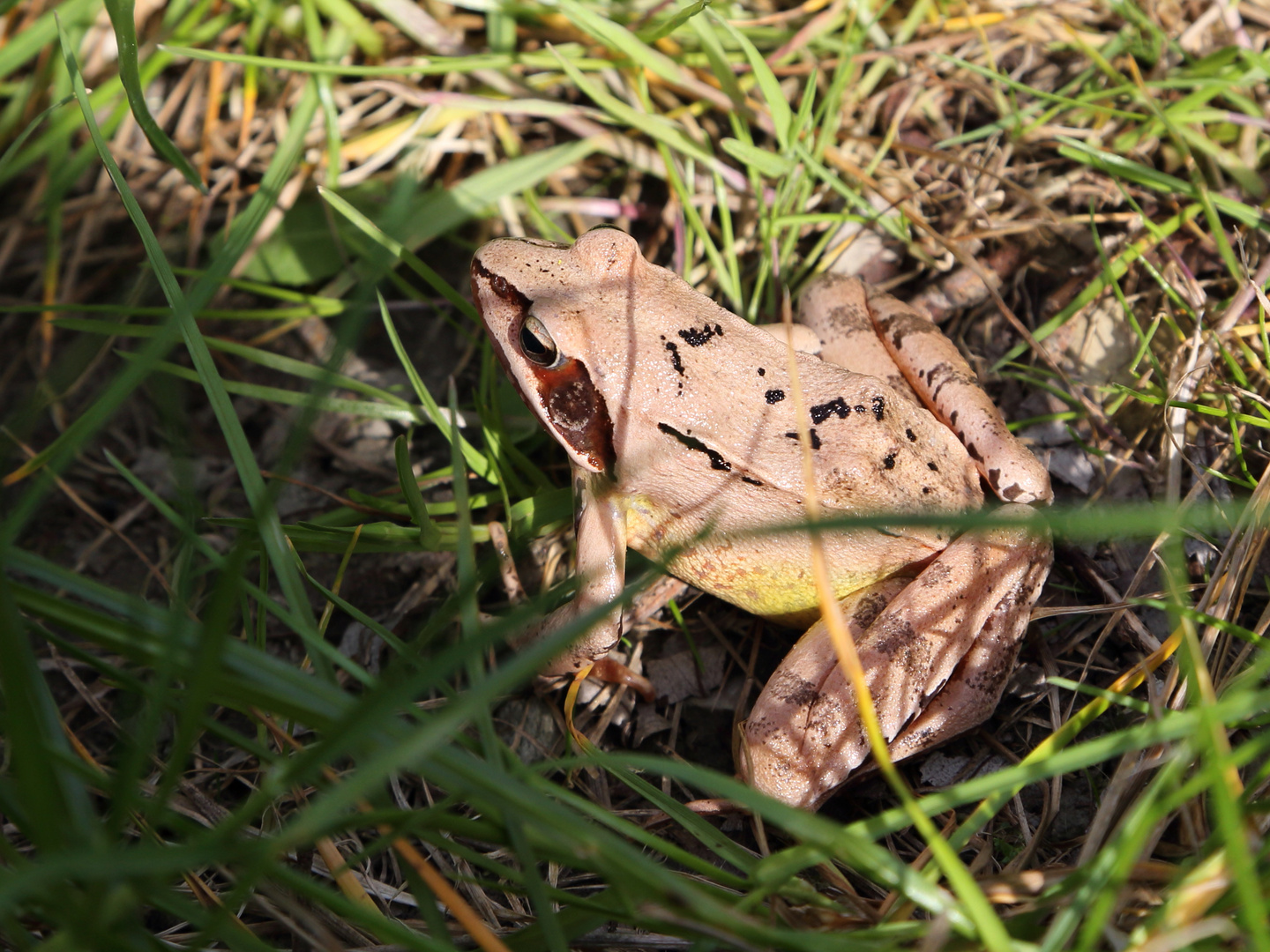 Springfrosch