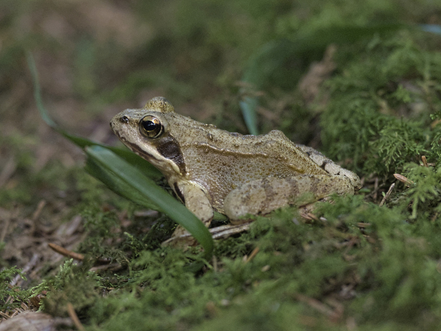 Springfrosch