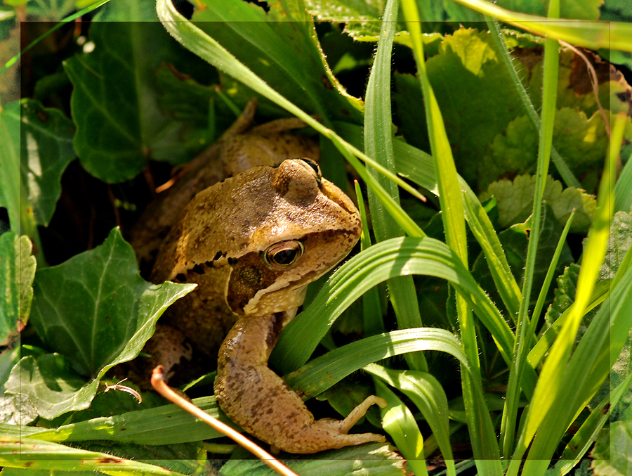 Springfrosch