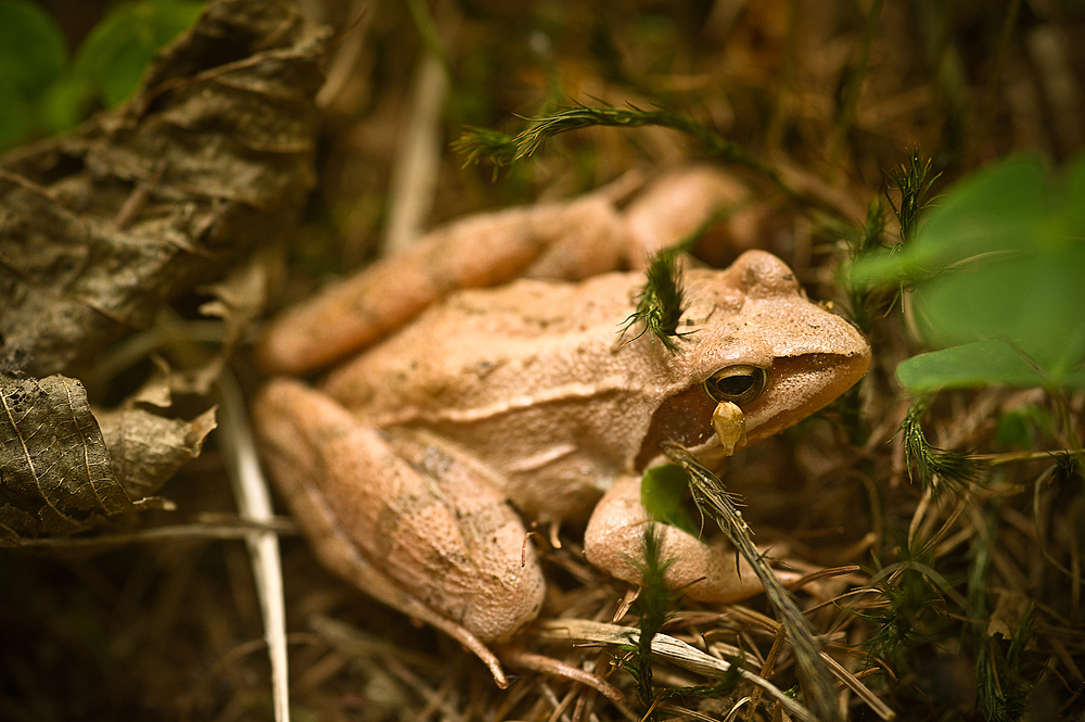 Springfrosch