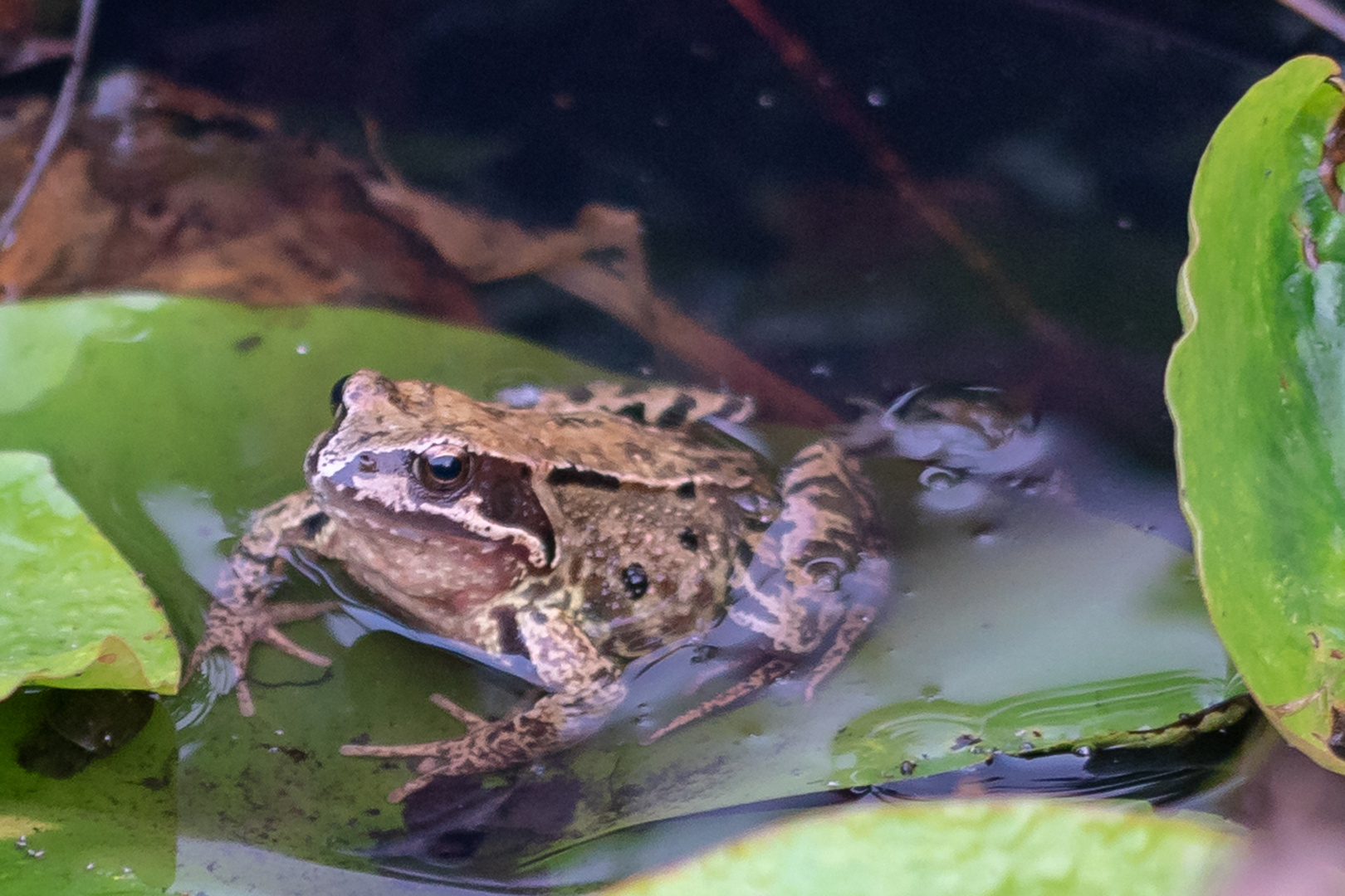 Springfrosch im Garten