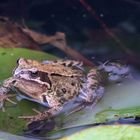 Springfrosch im Garten