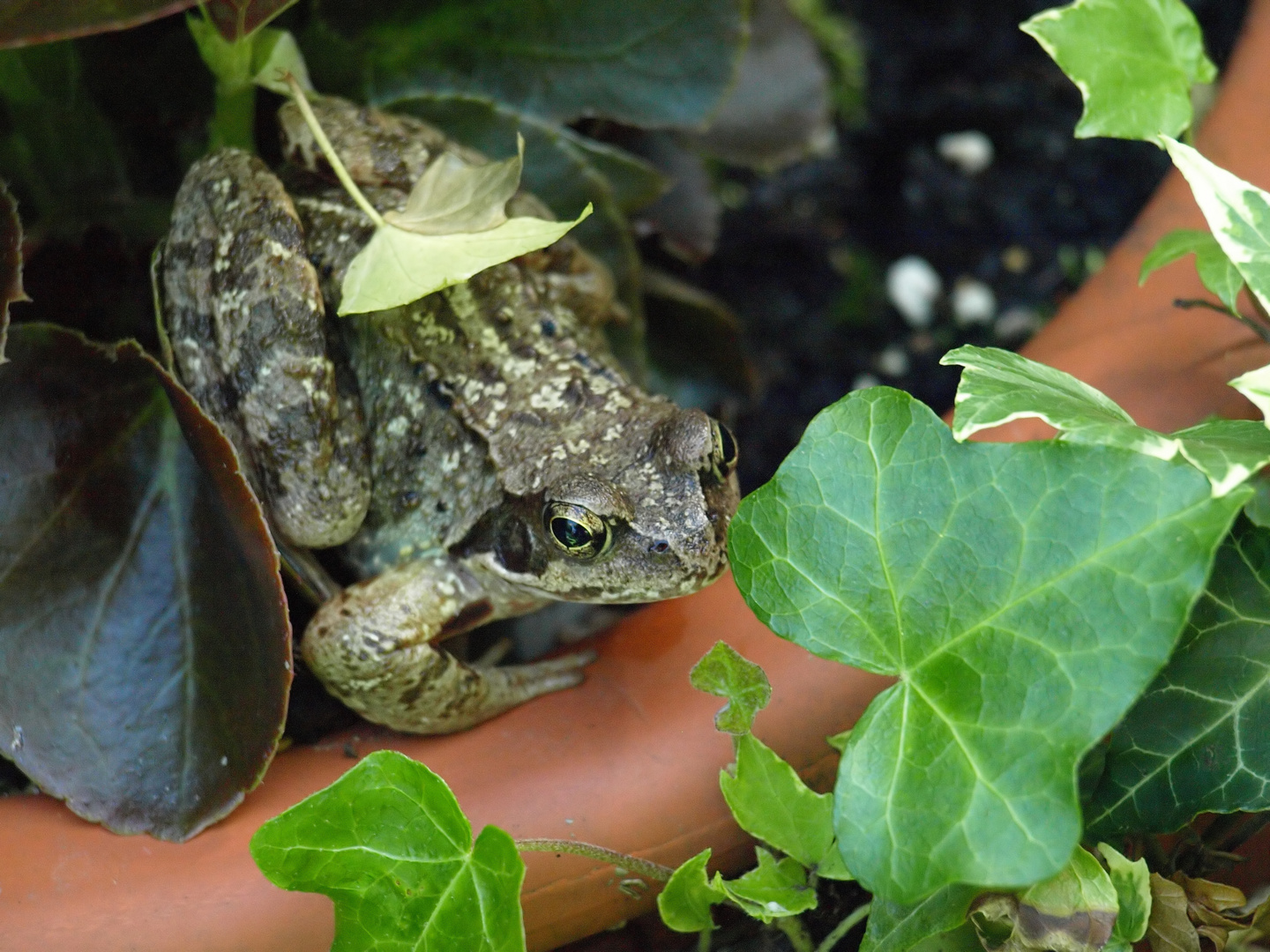 Springfrosch im Garten