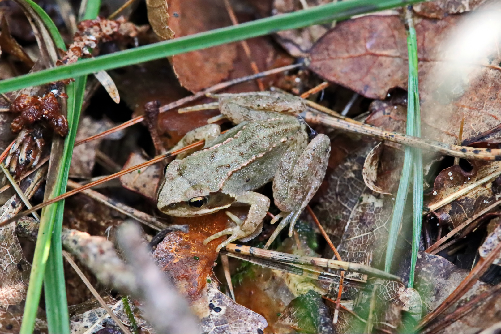 Springfrosch Nr.4