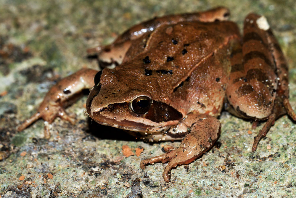 Springfrosch Rana dalmantina