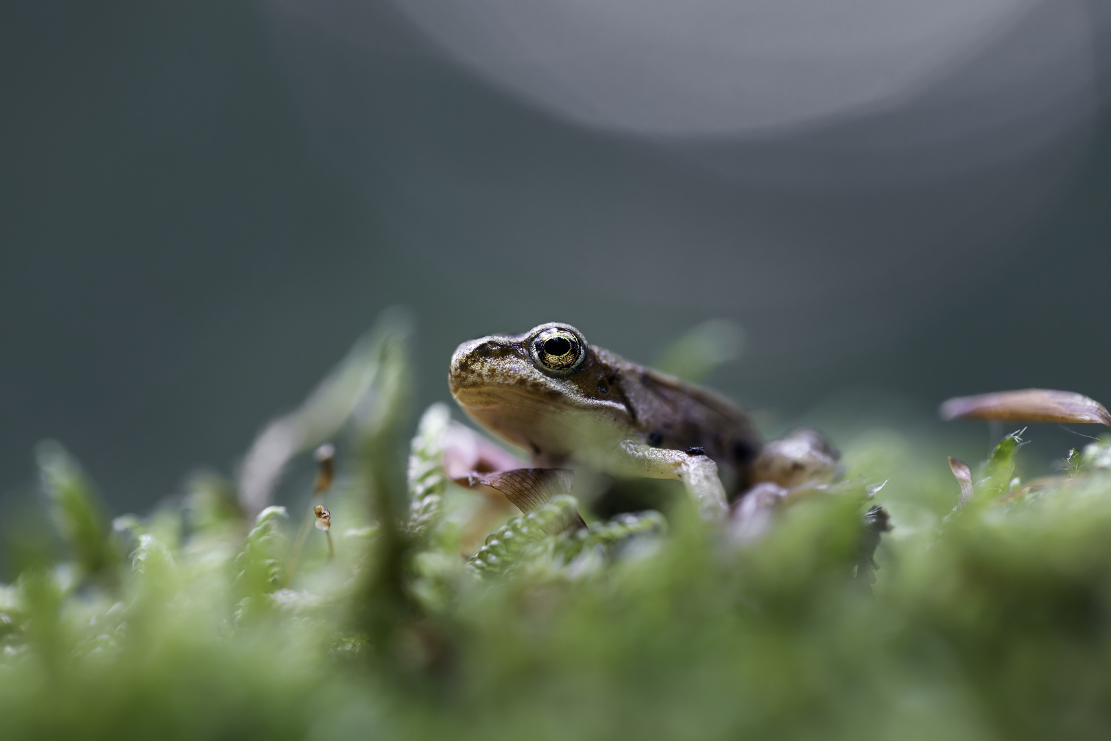 Springfrosch (Rana Dalmatina)