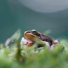 Springfrosch (Rana Dalmatina)