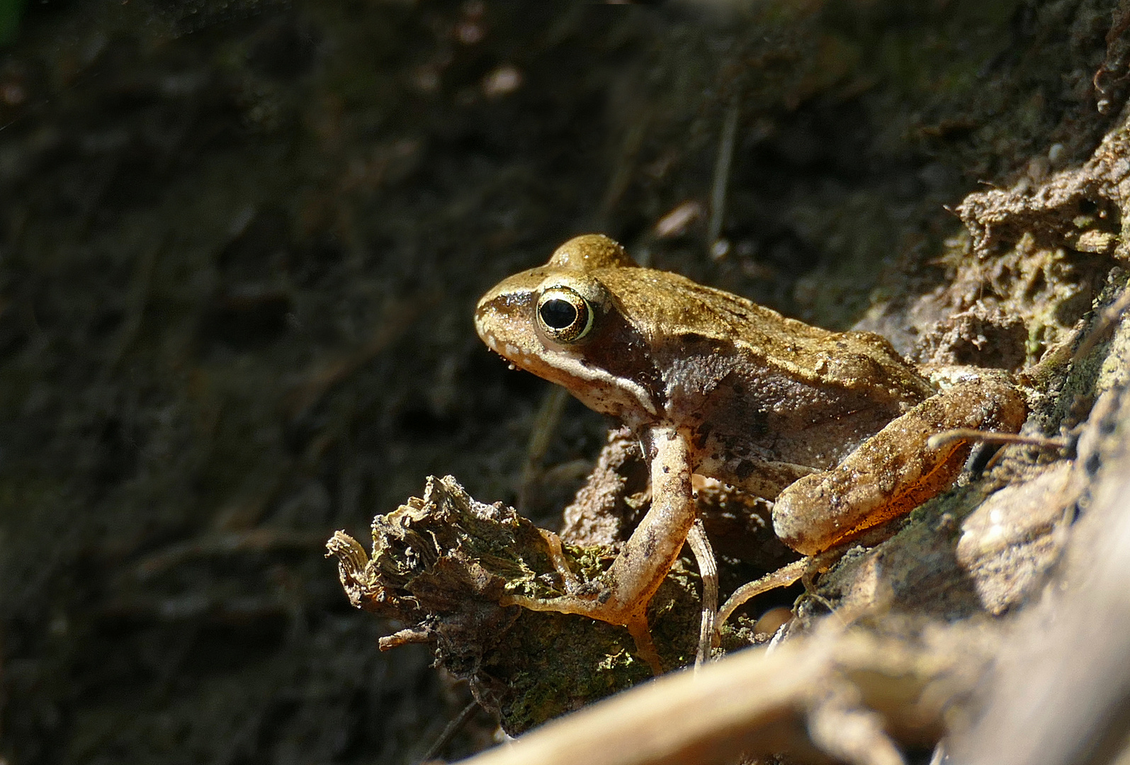 Springfrosch (Rana dalmatina)