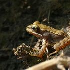 Springfrosch (Rana dalmatina)