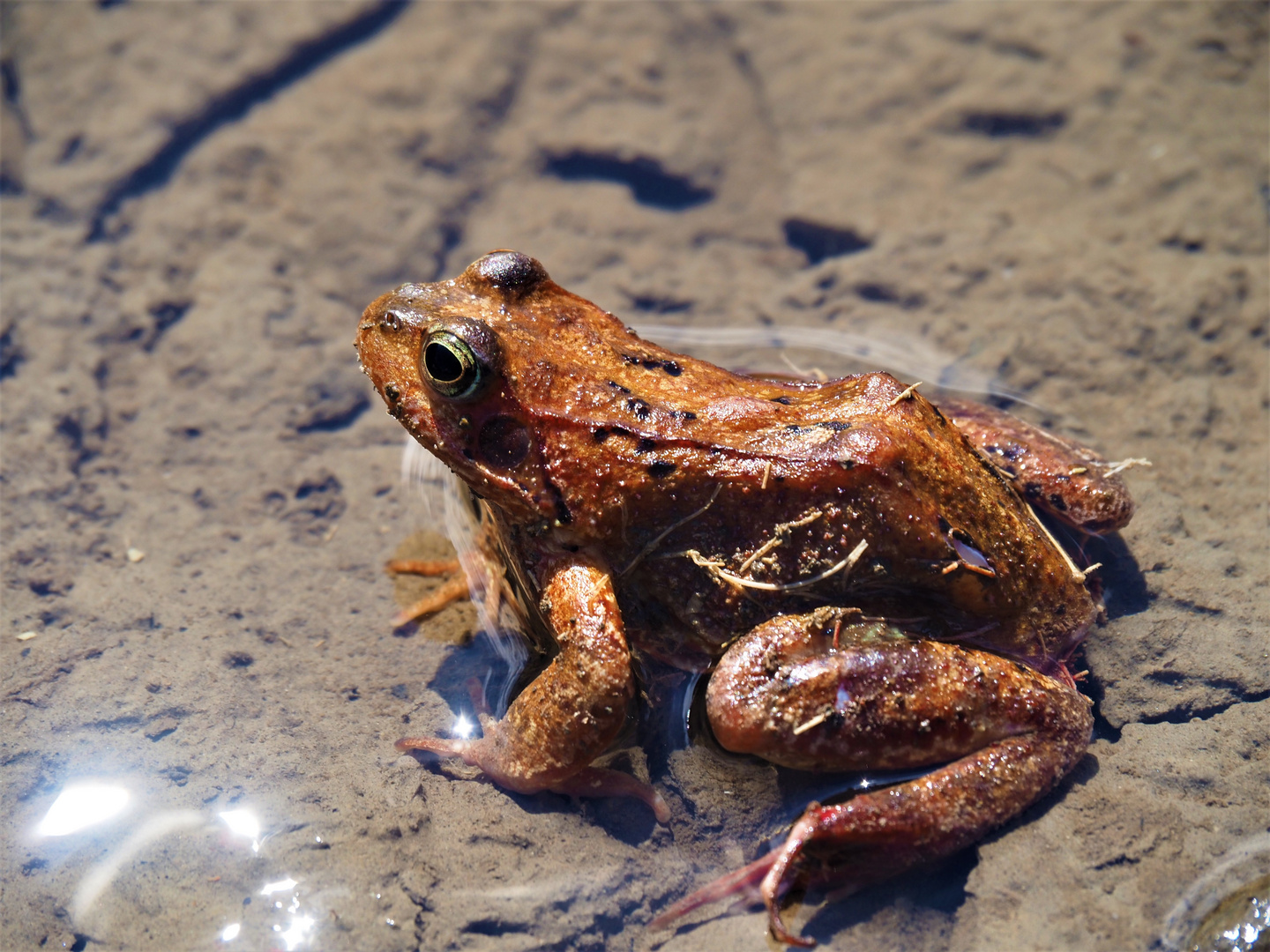 Springfrosch verletzt und gerettet