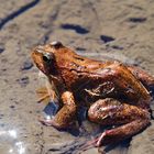 Springfrosch verletzt und gerettet