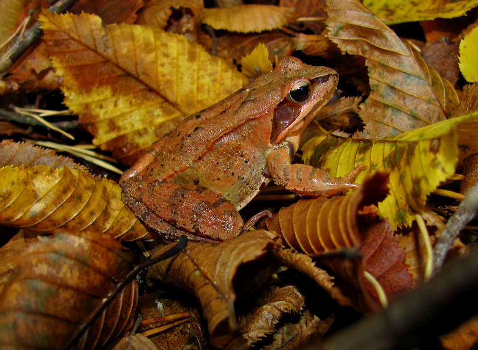 Springfrosch vom Oktober