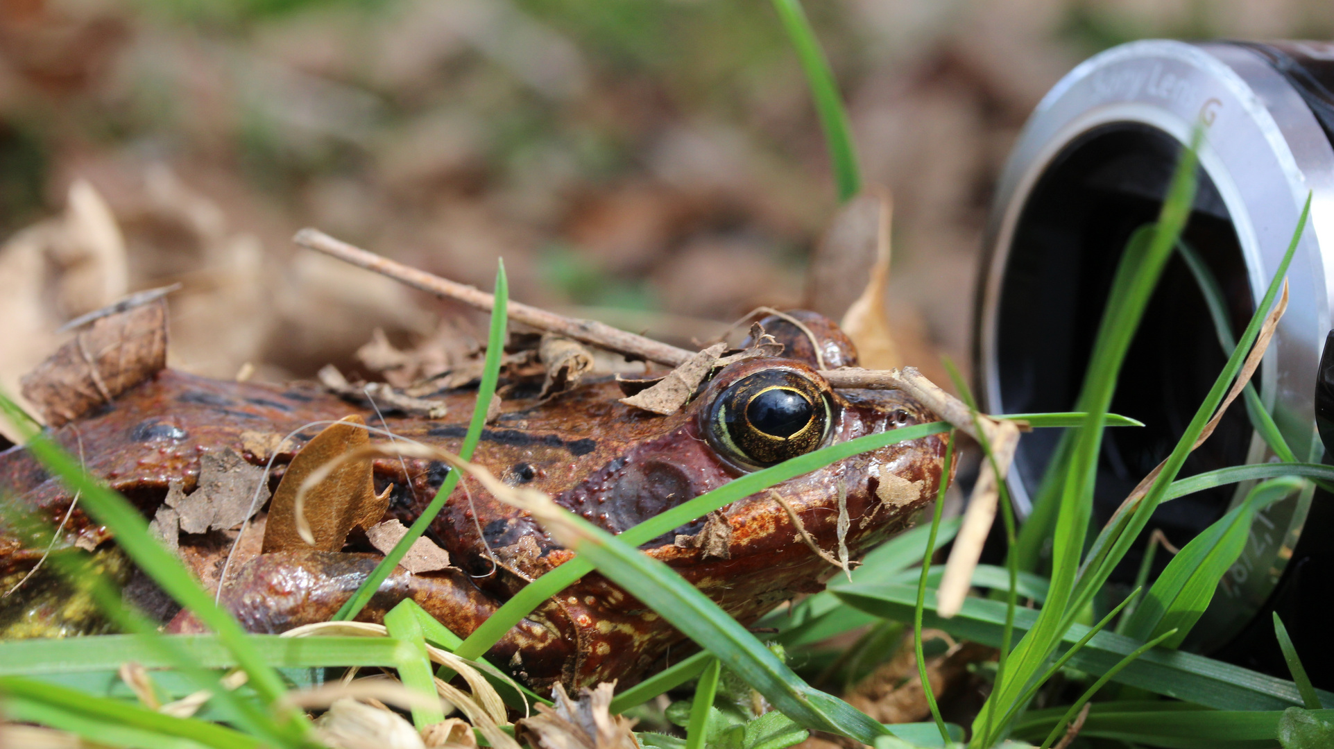 Springfrosch vor der Kamera