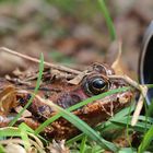 Springfrosch vor der Kamera