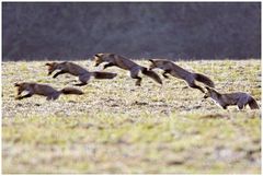 Springfuchs auf Mäusejagd...