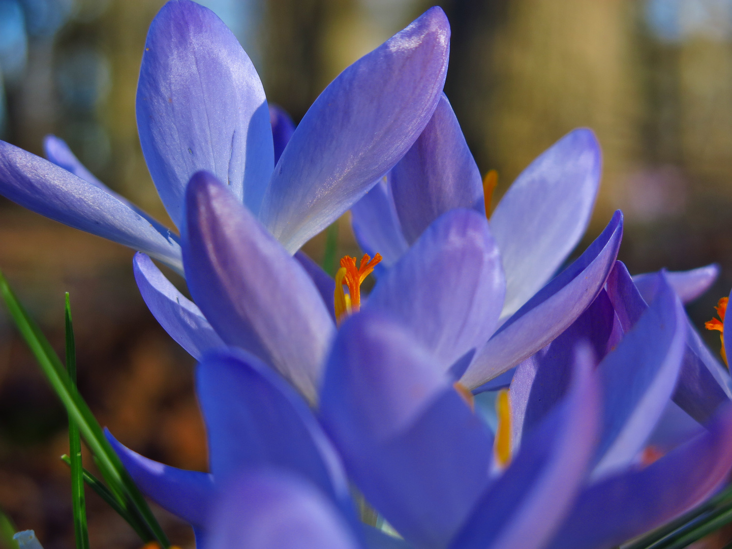 Springing Flowers