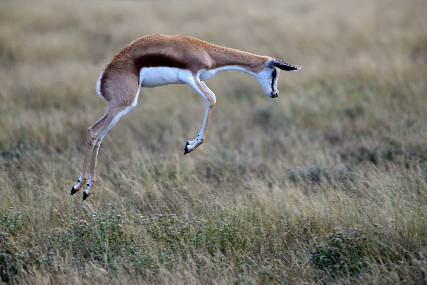 Springing springbok