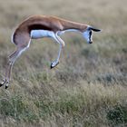 Springing springbok