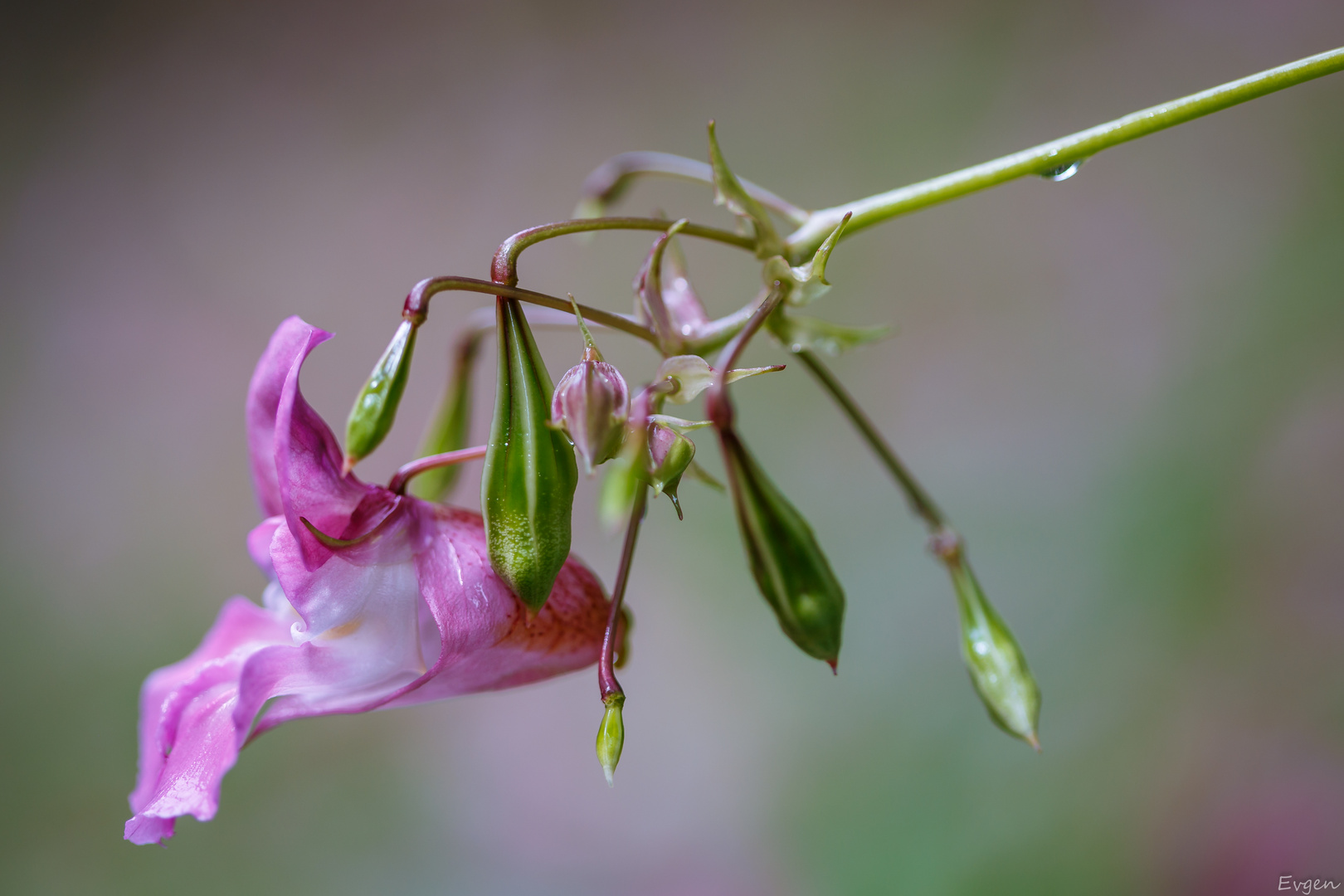 Springkraut.