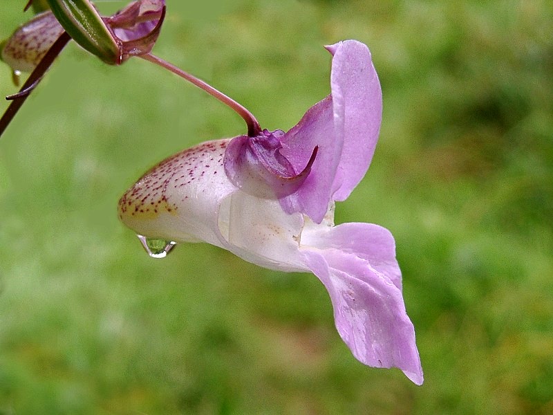 Springkraut-Blüte