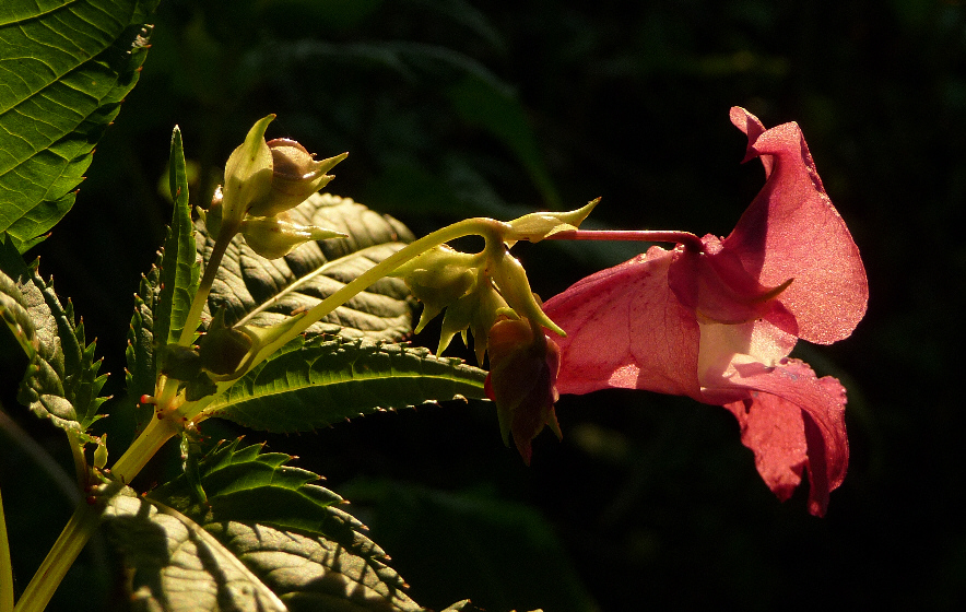 Springkraut im Abendlicht