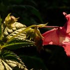 Springkraut im Abendlicht