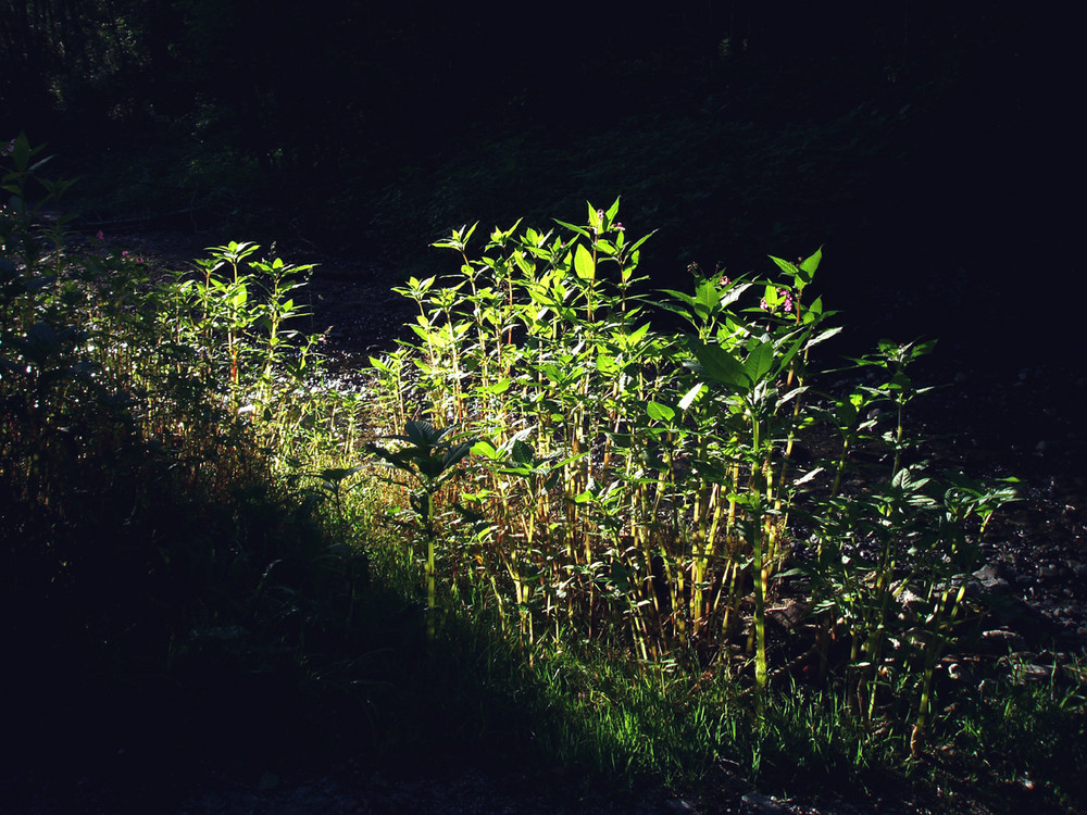 Springkraut im Licht