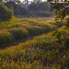 Springkraut im Morgenlicht