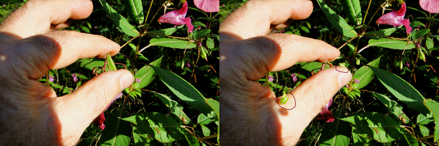 Springkraut (Impatiens glandulifera)