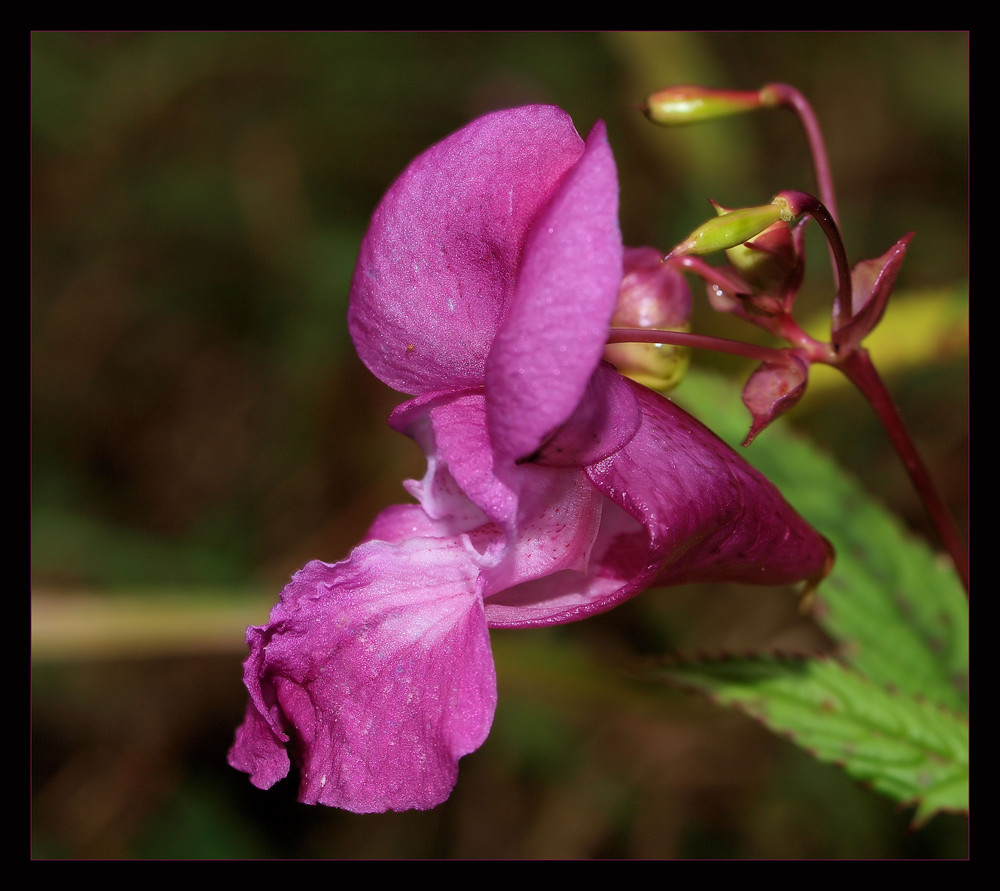 Springkraut in Pink