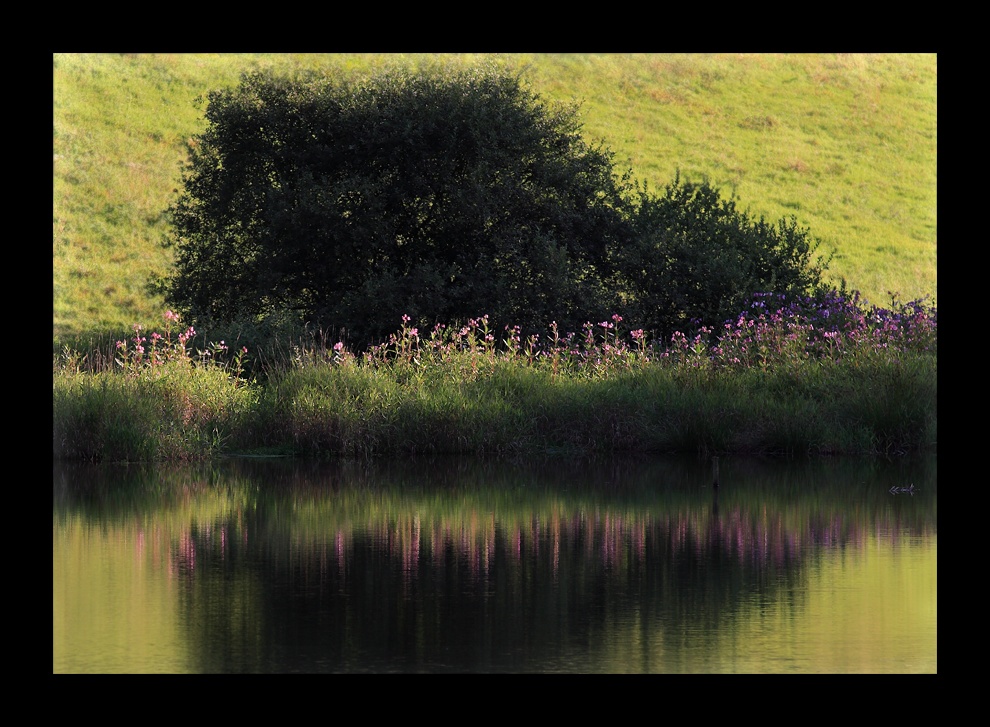 Springkraut-Spiegelung