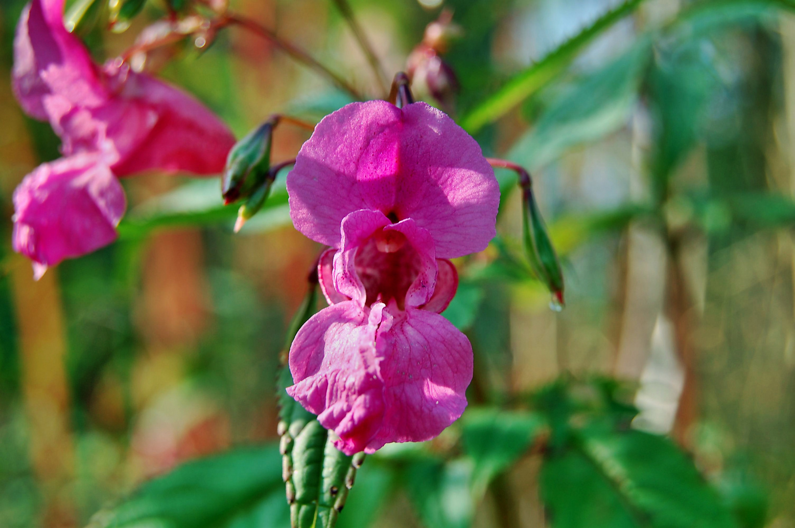 Springkrautblüte