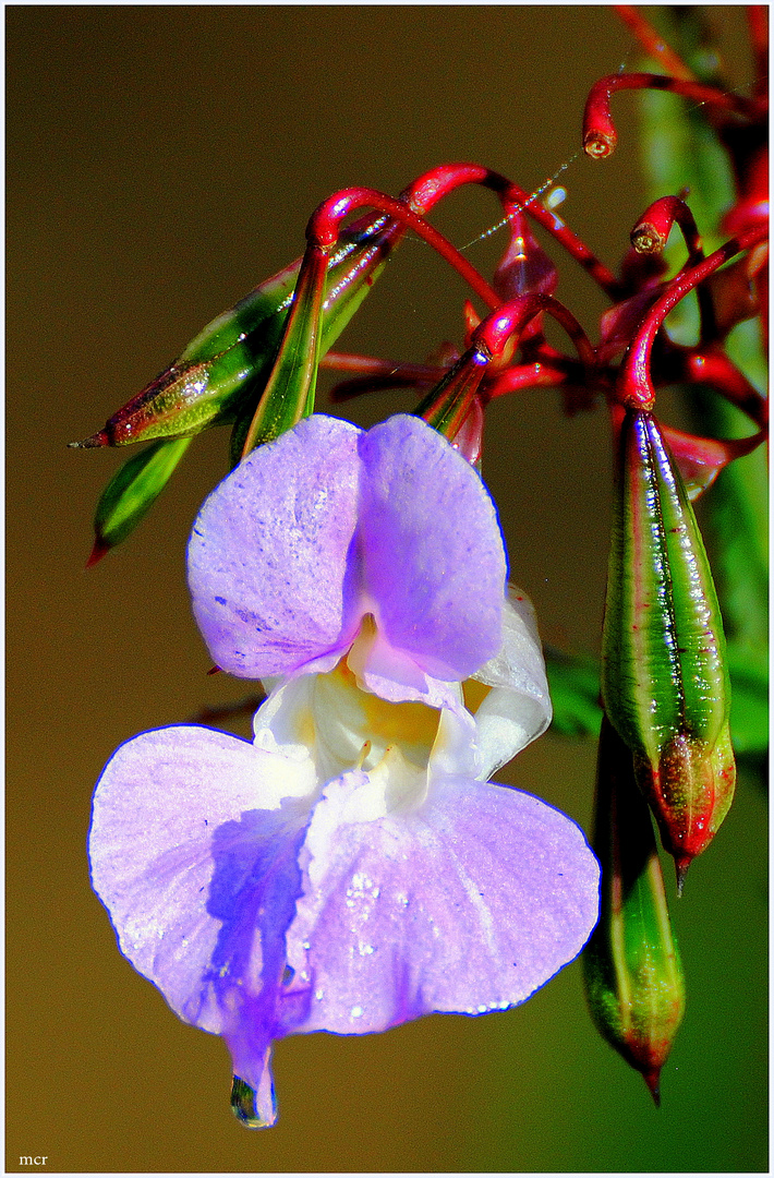 Springkrautblüte