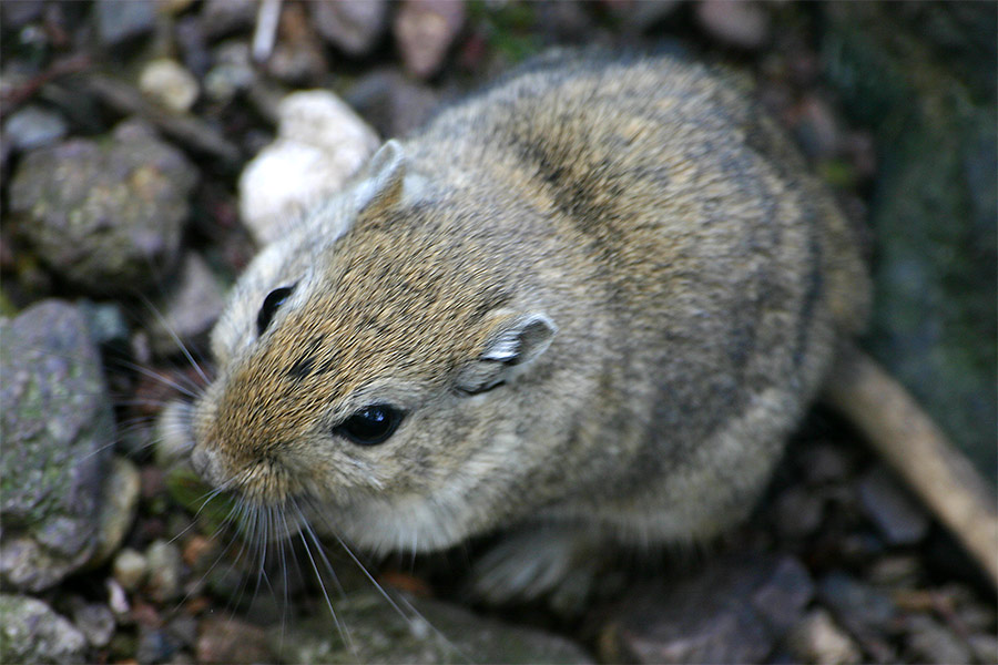 Springmaus Foto & Bild tiere, zoo, wildpark & falknerei, säugetiere
