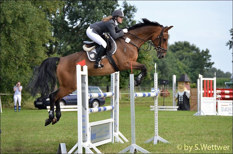 Springpferd Foto & Bild | tiere, haustiere, pferde, esel, maultiere