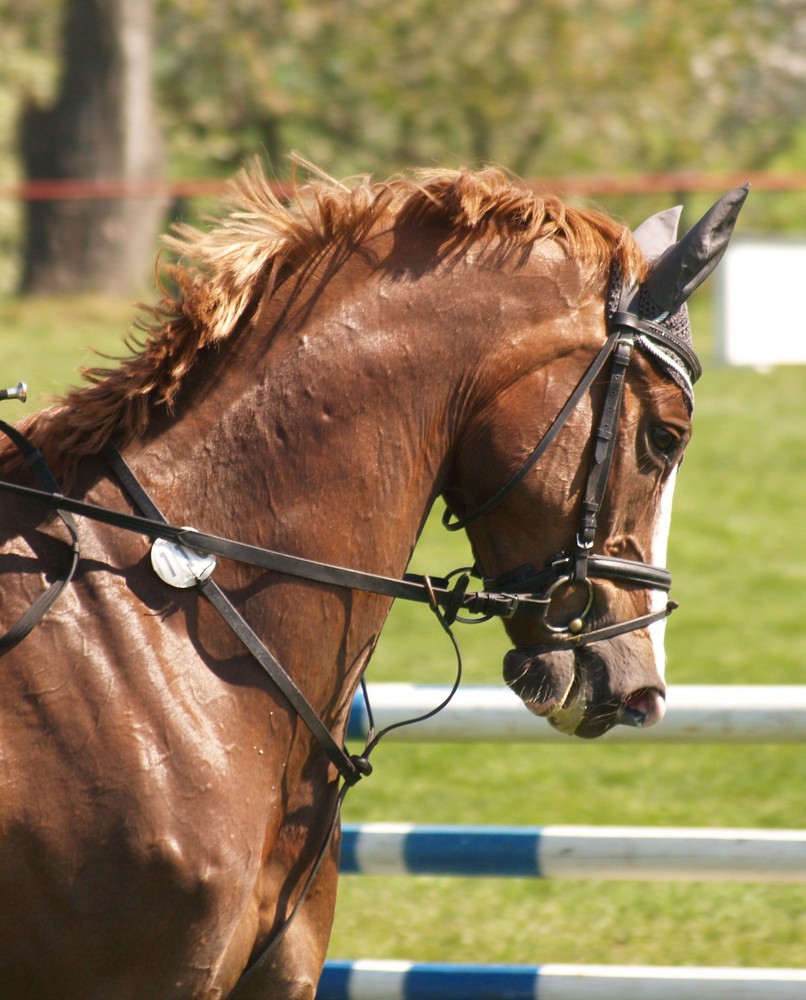 Springpferd hautnah Foto & Bild | tiere, haustiere, pferde, esel