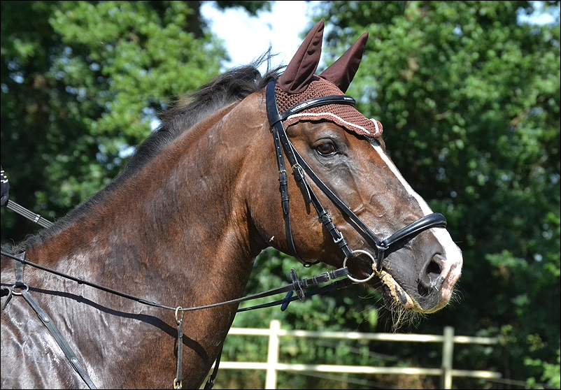 Springpferd Portrait 2 Foto & Bild | tiere, haustiere, pferde, esel