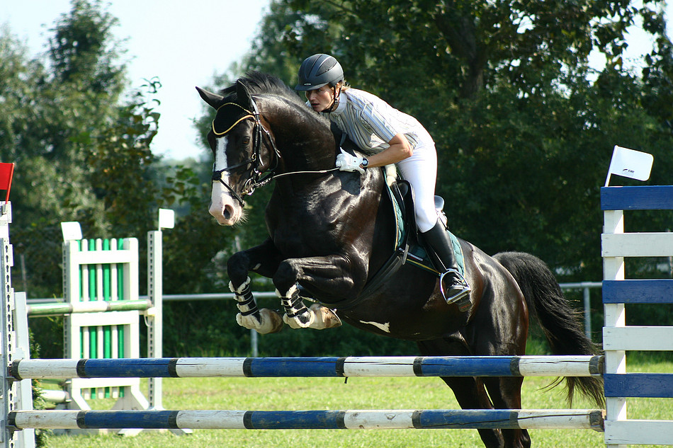 Springpferde A Foto & Bild | Motive, Sport, Turniersport Bilder auf