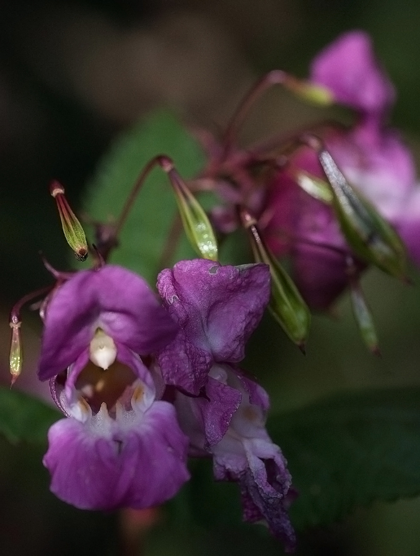 springpflanze/blume mit frucht