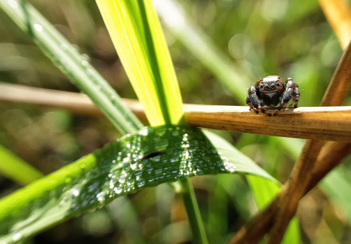 Springpinne mit Smartphone fotografiert