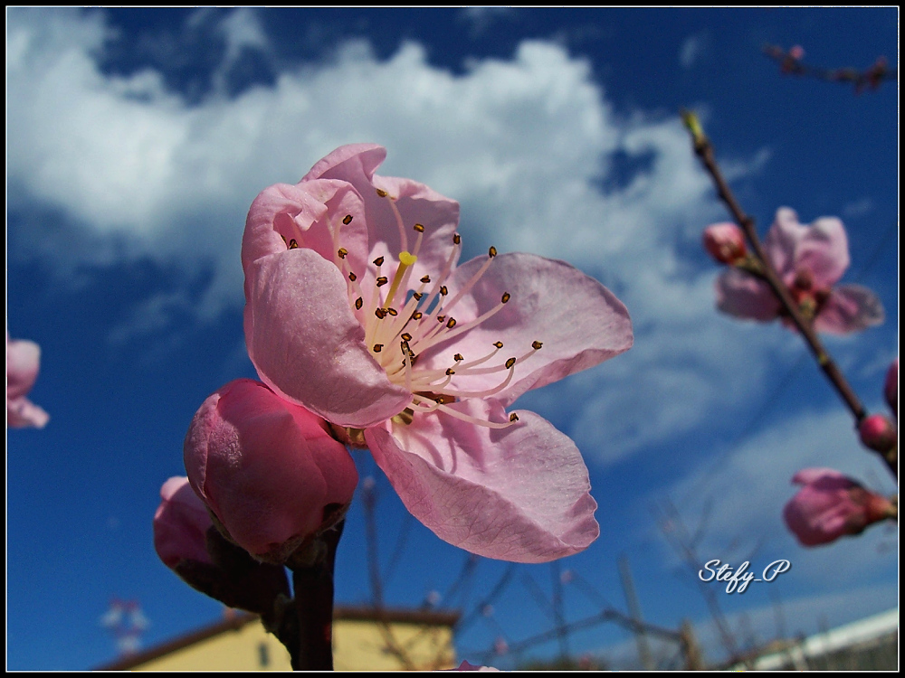 Spring!/Primavera! (reloaded)