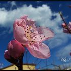 Spring!/Primavera! (reloaded)