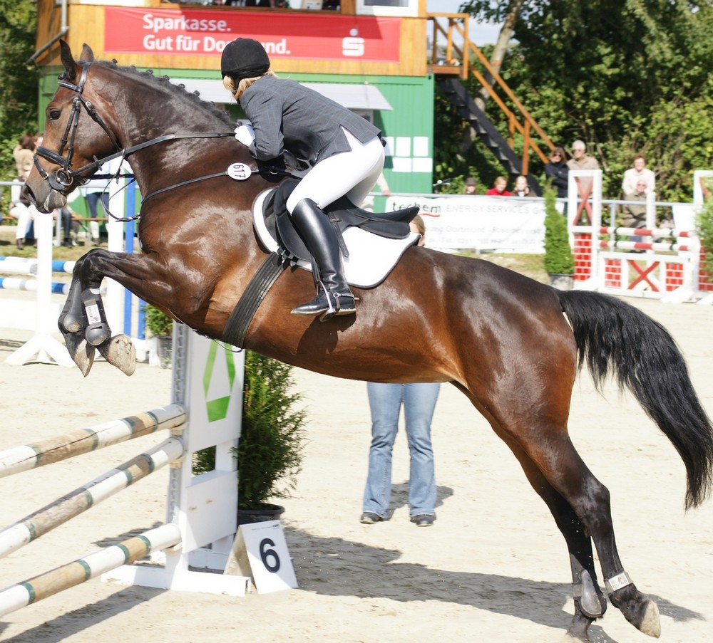 Springreiten 001 Foto & Bild | pferde und reitsport Bilder ...